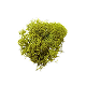 Moss